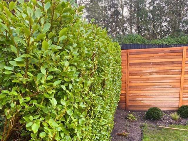 garden-maintenance-10-kireth-ai